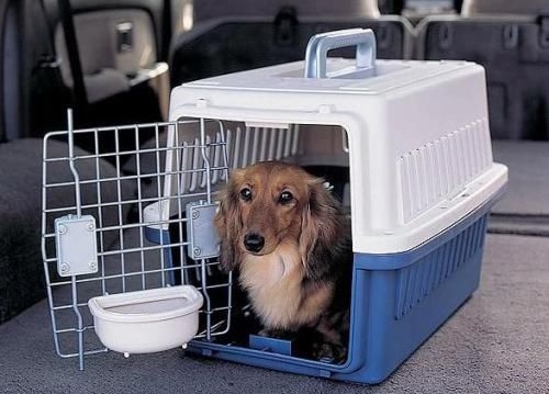 空運活體動物
