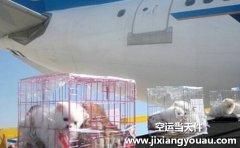 上海寵物托運：上海寵物托運公司哪家好？要多少錢？